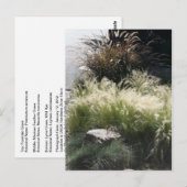 siergrassen briefkaart (Voorkant / Achterkant)