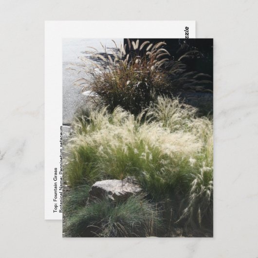 siergrassen briefkaart (Voorkant / Achterkant)