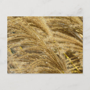 Siergrassen in de herfst briefkaart