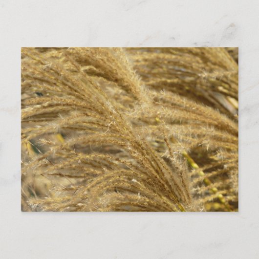 Siergrassen in de herfst briefkaart (Voorkant)