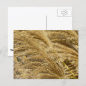 Siergrassen in de herfst briefkaart (Voorkant / Achterkant)