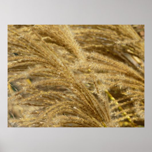 Siergrassen in de herfst poster (Voorkant)