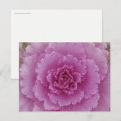 Sierkool Bloemkool Botanische Foto Briefkaart (Voorkant / Achterkant)