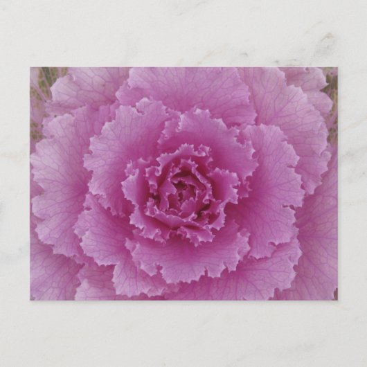 Sierkool Bloemkool Botanische Foto Briefkaart (Voorkant)