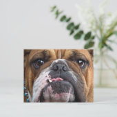 Sierkussen Engelse Bulldog Briefkaart (Staand voorkant)