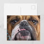 Sierkussen Engelse Bulldog Briefkaart (Voorkant / Achterkant)