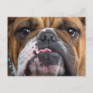 Sierkussen Engelse Bulldog Briefkaart
