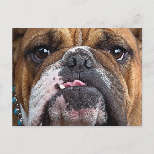 Sierkussen Engelse Bulldog Briefkaart (Voorkant)