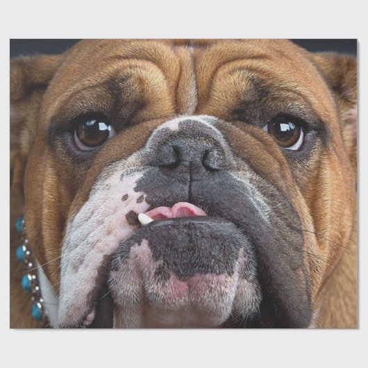 Sierkussen Engelse Bulldog Cadeaupapier (Vlak)