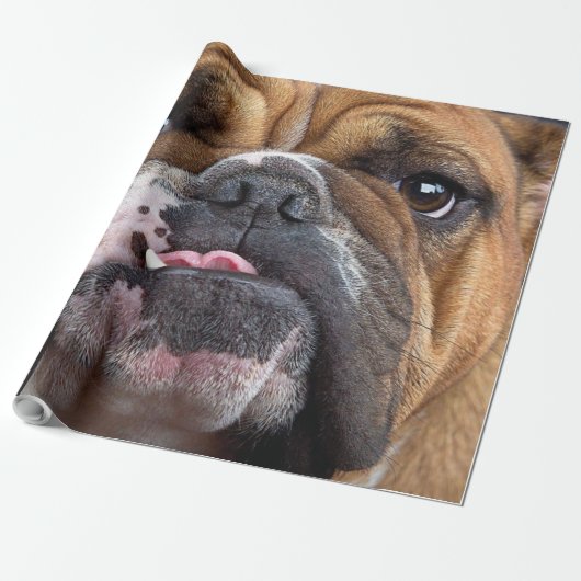 Sierkussen Engelse Bulldog Cadeaupapier (Uitgerold)