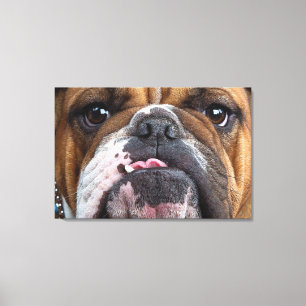 Sierkussen Engelse Bulldog Canvas Afdruk