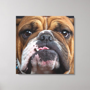 Sierkussen Engelse Bulldog Canvas Afdruk