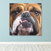 Sierkussen Engelse Bulldog Canvas Afdruk (Insitu (Houten vloer))