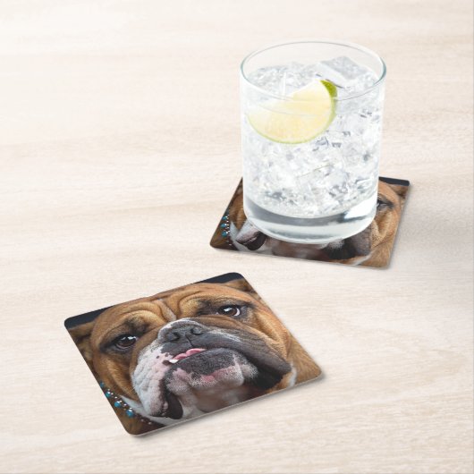 Sierkussen Engelse Bulldog Kartonnen Onderzetters (Insitu)