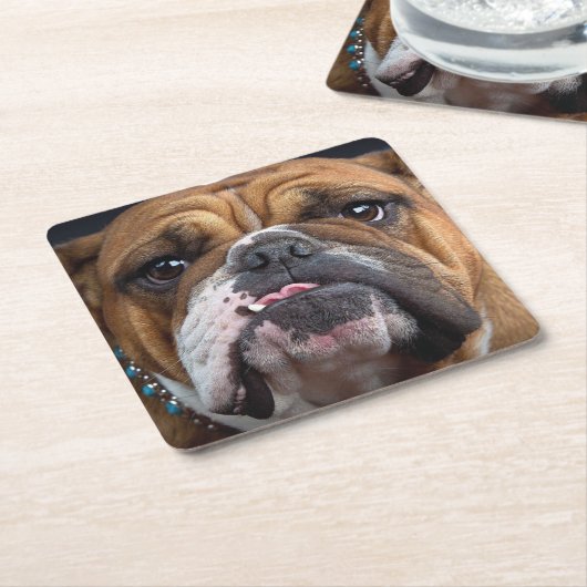 Sierkussen Engelse Bulldog Kartonnen Onderzetters (Schuin)