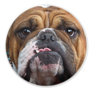 Sierkussen Engelse Bulldog Keramische Knop