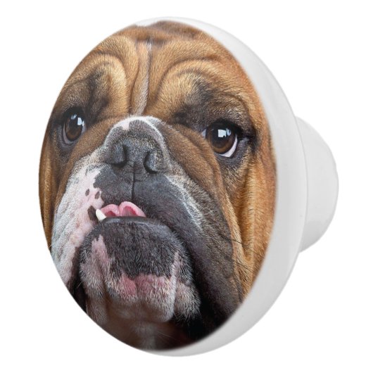 Sierkussen Engelse Bulldog Keramische Knop (Rechts)