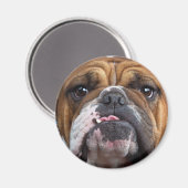 Sierkussen Engelse Bulldog Magneet (Voorkant / Achterkant)
