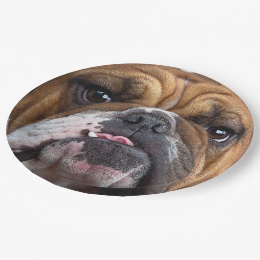 Sierkussen Engelse Bulldog Papieren Bordje (Gekanteld)
