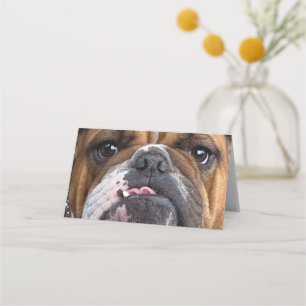 Sierkussen Engelse Bulldog Plaatskaartje