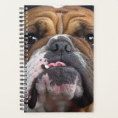 Sierkussen Engelse Bulldog Planner (Voorkant)