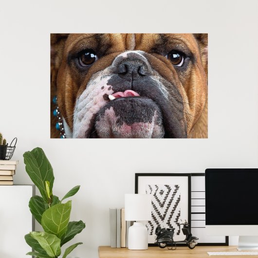 Sierkussen Engelse Bulldog Poster (Thuiskantoor)