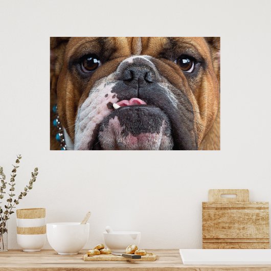 Sierkussen Engelse Bulldog Poster (Keuken)