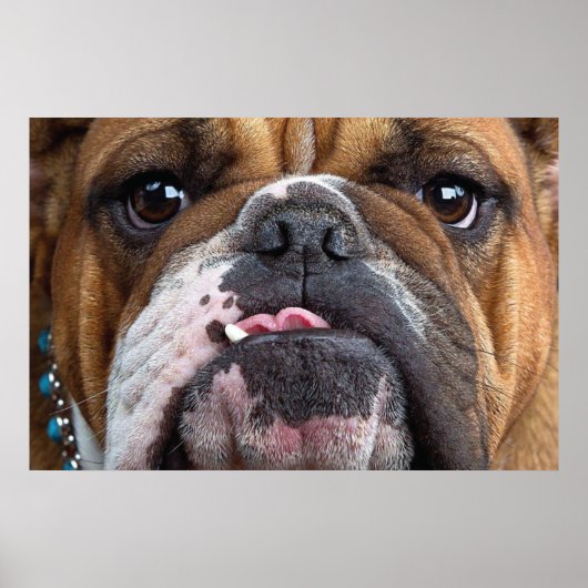 Sierkussen Engelse Bulldog Poster (Voorkant)