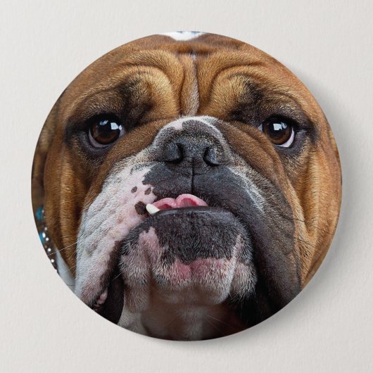 Sierkussen Engelse Bulldog Ronde Button 4,0 Cm (Voorkant)