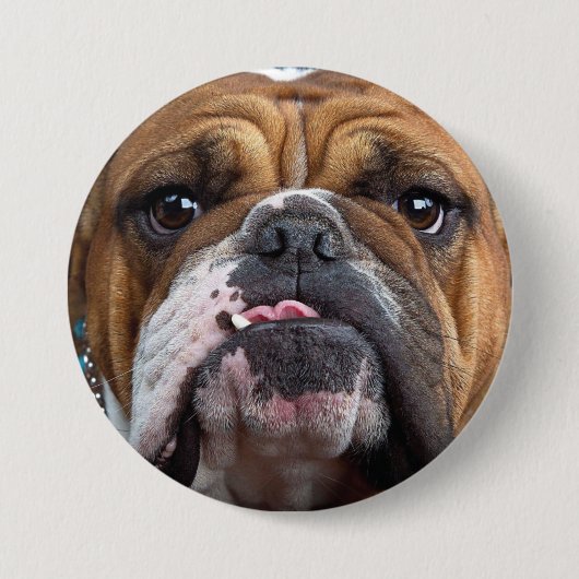 Sierkussen Engelse Bulldog Ronde Button 7,6 Cm (Voorkant)