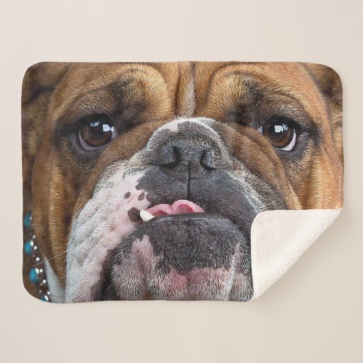 Sierkussen Engelse Bulldog Sherpa Deken (Voorkant (horizontaal))