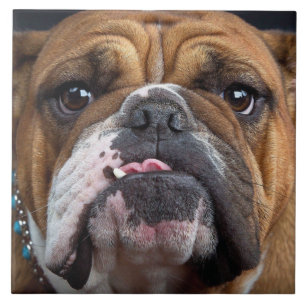 Sierkussen Engelse Bulldog Tegeltje