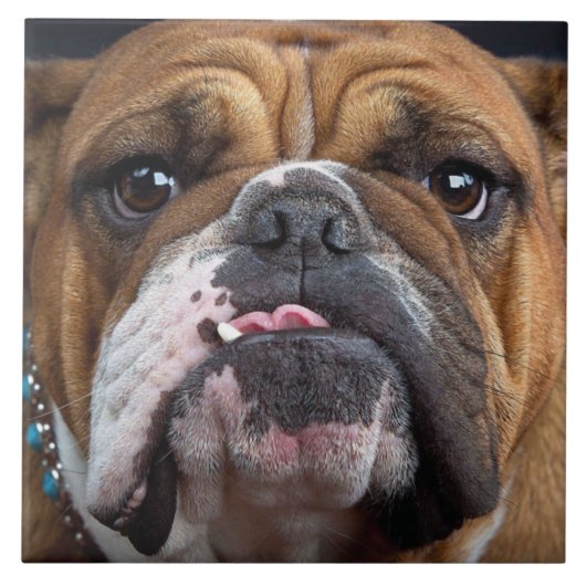 Sierkussen Engelse Bulldog Tegeltje (Voorkant)