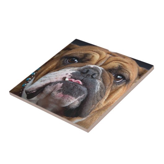 Sierkussen Engelse Bulldog Tegeltje (Zijkant)