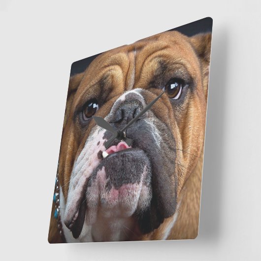 Sierkussen Engelse Bulldog Vierkante Klok (Hoek)