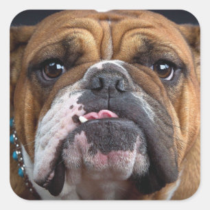 Sierkussen Engelse Bulldog Vierkante Sticker