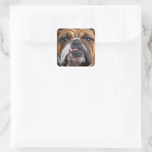 Sierkussen Engelse Bulldog Vierkante Sticker (Tas)