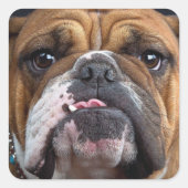 Sierkussen Engelse Bulldog Vierkante Sticker (Voorkant)