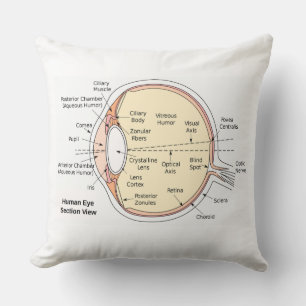 Sierkussen menselijk oogbal anatomisch diagram