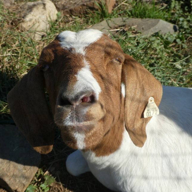 Sierkussen met Afbeelding van geit (Creator heeft geüpload)
