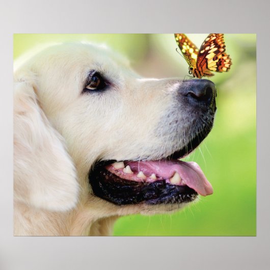 Sierkussen voor labrador en vlinder poster (Voorkant)