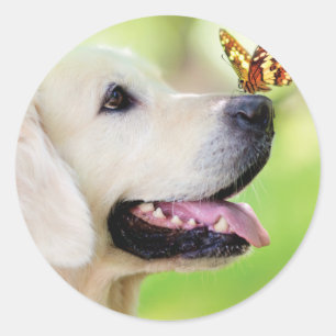 Sierkussen voor labrador en vlinder ronde sticker
