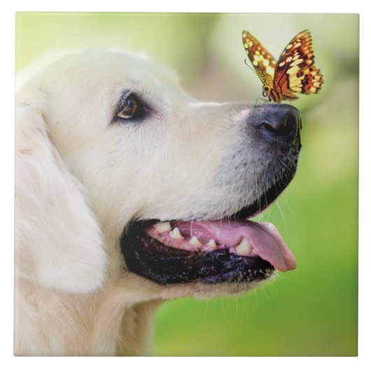 Sierkussen voor labrador en vlinder tegeltje (Voorkant)