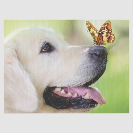 Sierkussen voor labrador en vlinder tissuepapier (Voorkant)