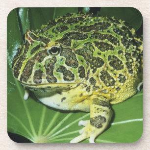 Sierlijke Hoornkikker, (Ceratophrys ornata), Drankjes Onderzetter