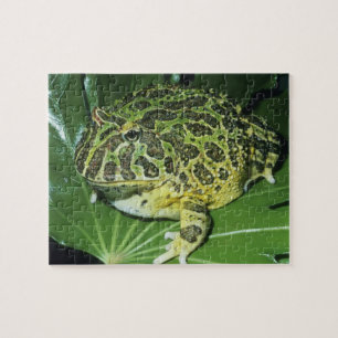 Sierlijke Hoornkikker, (Ceratophrys ornata), Legpuzzel