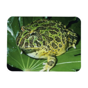 Sierlijke Hoornkikker, (Ceratophrys ornata), Magneet