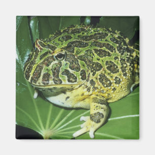 Sierlijke Hoornkikker, (Ceratophrys ornata), Magneet