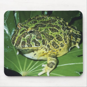 Sierlijke Hoornkikker, (Ceratophrys ornata), Muismat