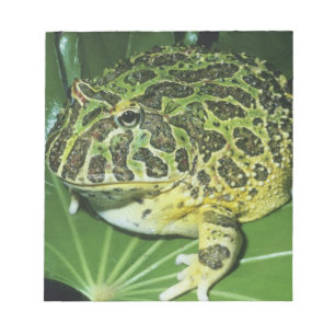 Sierlijke Hoornkikker, (Ceratophrys ornata), Notitieblok